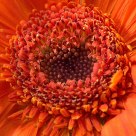 Orange Gerbera